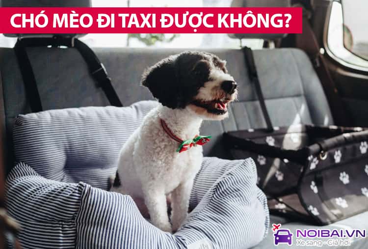 Chó mèo có được đi taxi không? Lưu ý khi cho chó mèo đi taxi