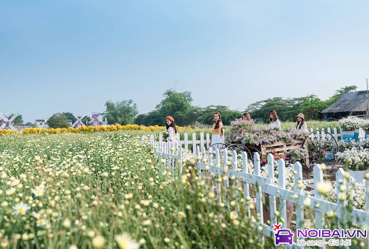 Các cánh đồng hoa và chợ hoa gần sân bay Nội Bài