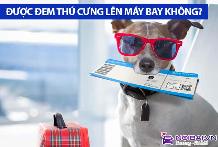 Có được mang vật nuôi lên máy bay không? Quy định về mang thú cưng lên máy bay